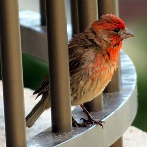 House Finch