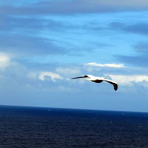 Red-footed Booby