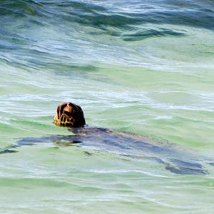 Green Sea Turtle