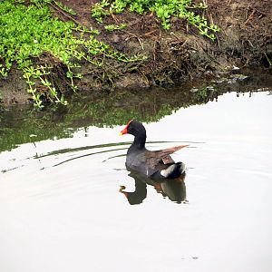 Hawaiian Gallinule