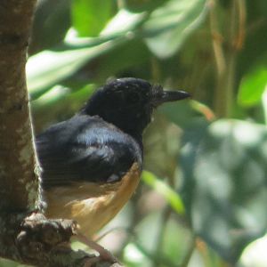 White-rumped Shama