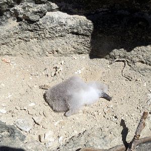 Dead Seabird Chick