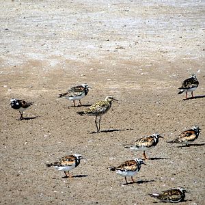 Ruddy Turnstones and Pacific Golden-plover