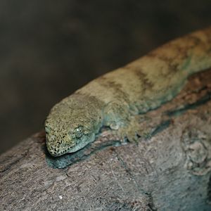 Giant Pacific gecko