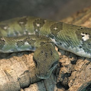 Madagascar tree boa