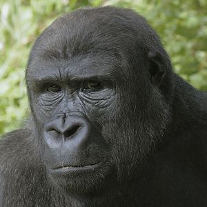 Lowland gorilla Matadi