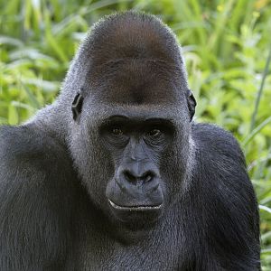 Lowland gorilla Pertinax
