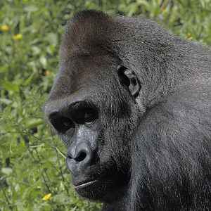 A glance from Pertinax