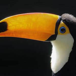 Toco toucan beak structure