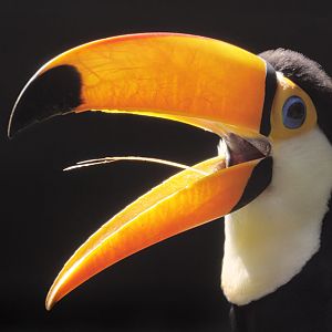Toco toucan