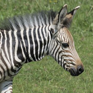Hartmanns mountain zebra foal