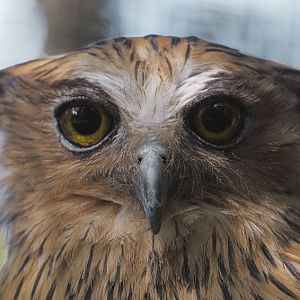 Malay fish owl