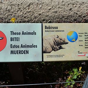 Babirusa Signage