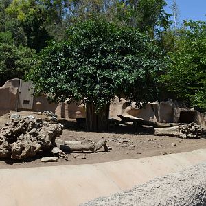 Visayan Warty Pig Yard