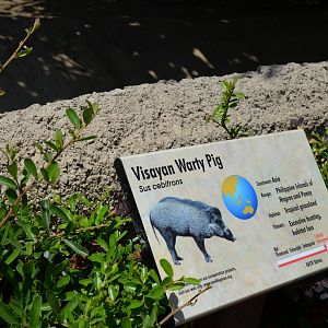 Visayan Warty Pig Yard