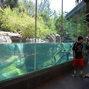 Mixed Otter/Monkey Habitat - Lost Forest