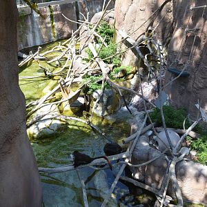 Mixed Otter/Monkey Habitat - Lost Forest