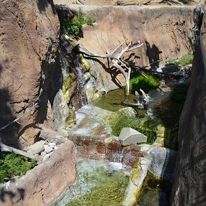 Mixed Otter/Monkey Habitat - Lost Forest