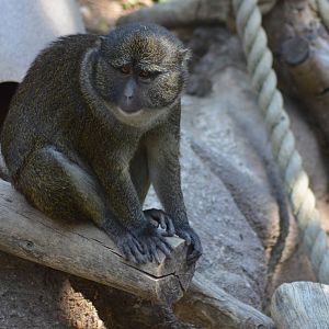 Allen's Swamp Monkey