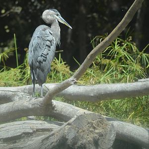 Hippo Beach - August 10, 2012