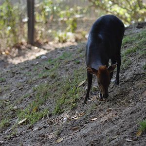 Black Duiker
