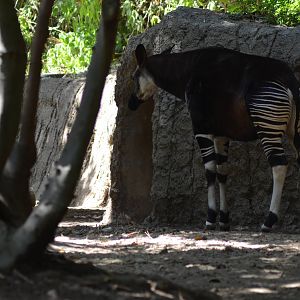 Okapi