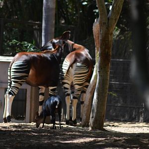 Okapis/Black Duiker