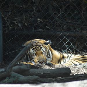 Malayan Tiger