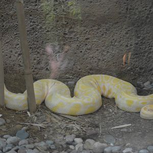Albino Burmese Python