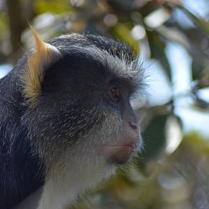 Wolf's Guenon