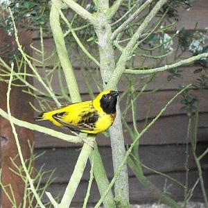 Sewerby Zoo, Napoleon Weaver, 11th August 2012