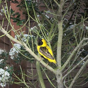 Sewerby Zoo, Napoleon Weaver, 11th August 2012