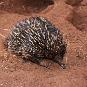 Short-nosed Echidna