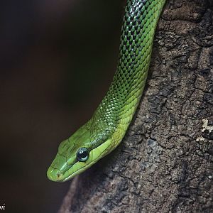 Red-tailed Rat Snake