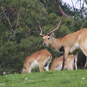 Kafue Lechwe or Brown Lechwe (Kobus leche kafuensis)