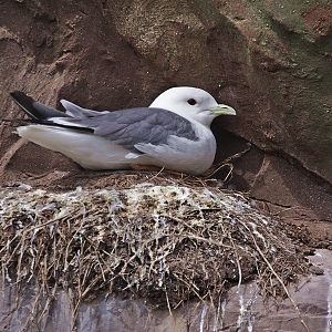 Red-legged Kittiwake