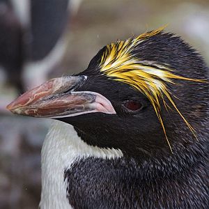 Macaroni penguin