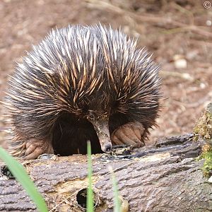 Short-nosed Echidna
