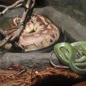 World of Reptiles- Blood Python and Asian Vine Snake?