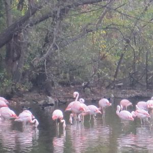 Chilean Flamingoes