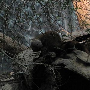 Madagascar!- Ring-Tailed Mongoose