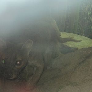 Madagascar!- Fossa