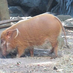 Congo Gorilla Forest- Red River Hog
