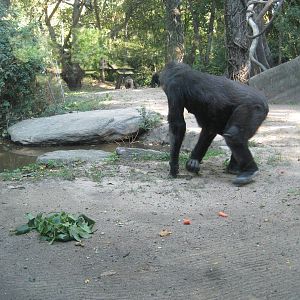Congo Gorilla Forest- Gorillas Foraging