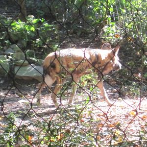 African Plains- African Wild Dog