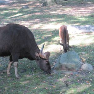 Wild Asia Monorail- Gaur Calf