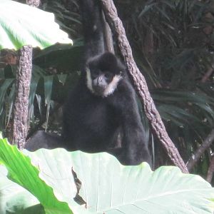 JungleWorld- White-Cheeked Gibbon