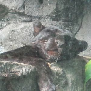 JungleWorld- Black Leopard