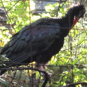 JungleWorld- Waldrapp Ibis