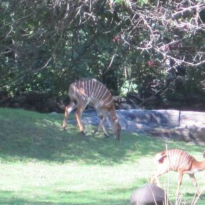 African Plains- Lowland Nyalas